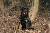 ROTTWEILER 495